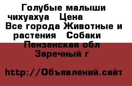 Голубые малыши чихуахуа › Цена ­ 25 000 - Все города Животные и растения » Собаки   . Пензенская обл.,Заречный г.